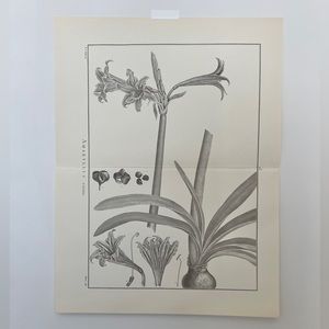Large Vintage antique flower floral botanical etching paper book print Amaryllis